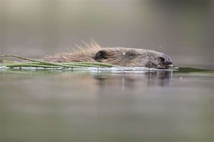 BEAVER SWIMMING
